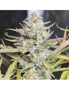 FumePop Auto Strain - Original Sensible Seeds Pro Line - 1  2