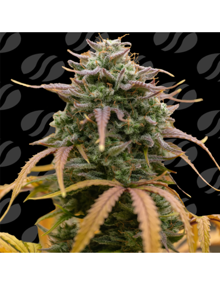 Pineapple Pulse Auto Strain - Original Sensible Seeds Pro Line - 1 