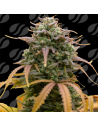 Pineapple Pulse Auto Strain - Original Sensible Seeds Pro Line - 1 