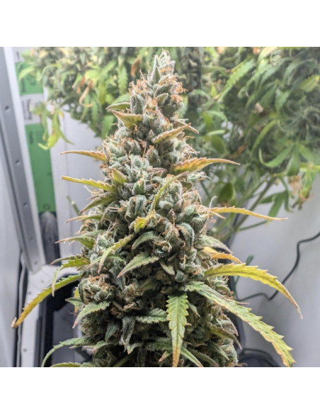 Pineapple Pulse Auto Strain - Original Sensible Seeds Pro Line - 2 