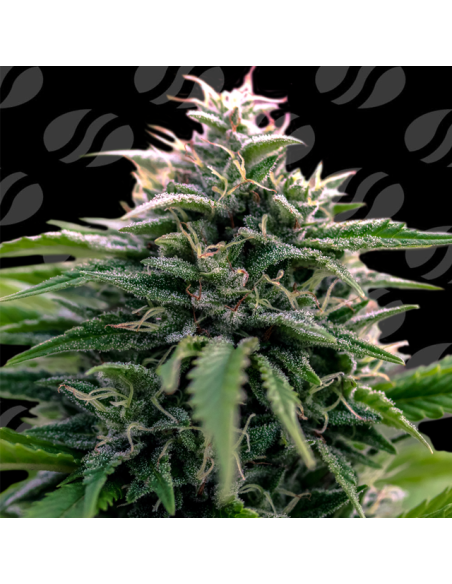 Creamzilla Auto Strain - Original Sensible Seeds Pro Line - 1 