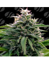 Creamzilla Auto Strain - Original Sensible Seeds Pro Line - 1 