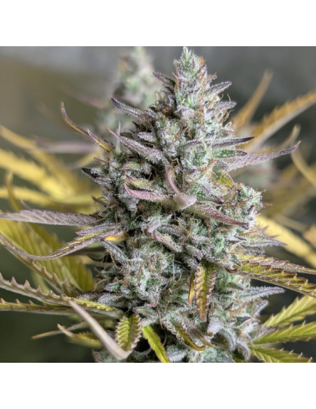Creamzilla Auto Strain - Original Sensible Seeds Pro Line - 2 