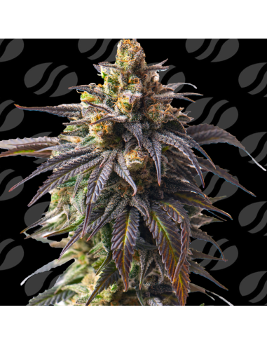 Auto Velvet Drip Strain - Original Sensible Seeds Pro Line - 1 