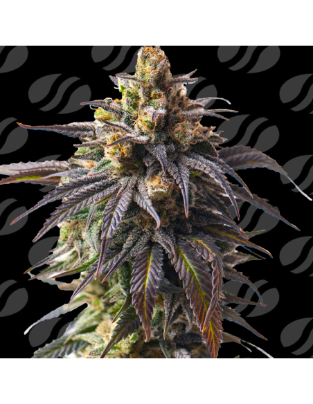 Auto Velvet Drip Strain - Original Sensible Seeds Pro Line - 1 