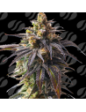 Auto Velvet Drip Strain - Original Sensible Seeds Pro Line - 1 