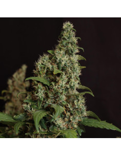 Auto Velvet Drip Strain - Original Sensible Seeds Pro Line - 1  2