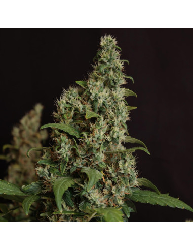 Auto Velvet Drip Strain - Original Sensible Seeds Pro Line - 2 