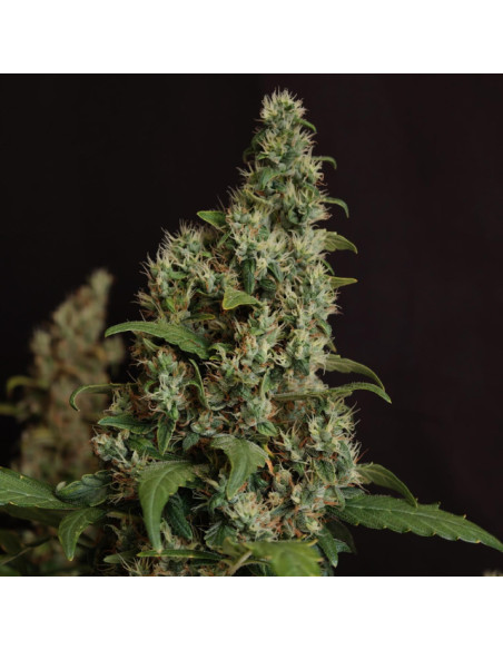 Auto Velvet Drip Strain - Original Sensible Seeds Pro Line - 2 