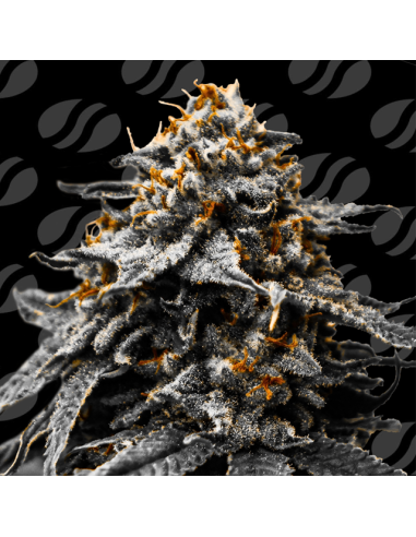 Auto Twilight Zlush Strain - Original Sensible Seeds Pro Line - 1 