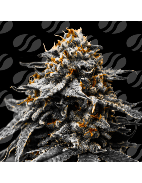Auto Twilight Zlush Strain - Original Sensible Seeds Pro Line - 1 