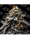 Auto Twilight Zlush Strain - Original Sensible Seeds Pro Line - 1 