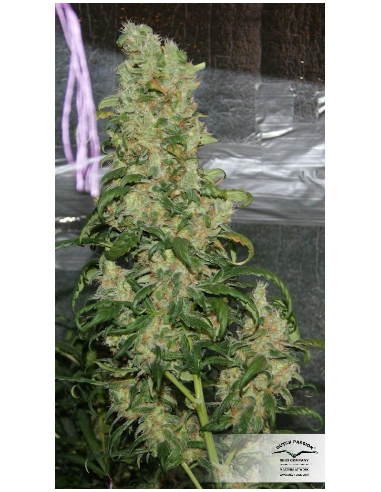 DUTCH PASSION - Freddy’s Best - 5