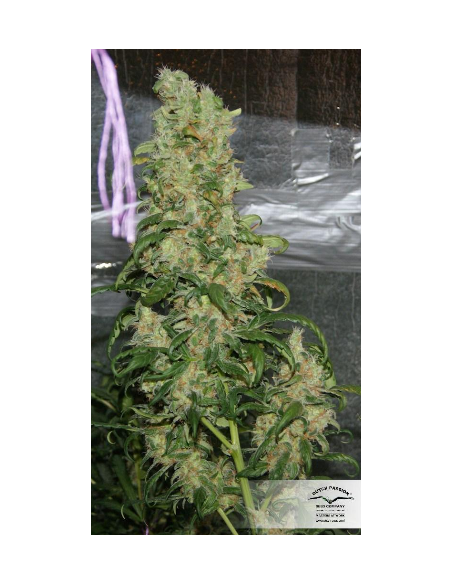 DUTCH PASSION - Freddy’s Best - 5