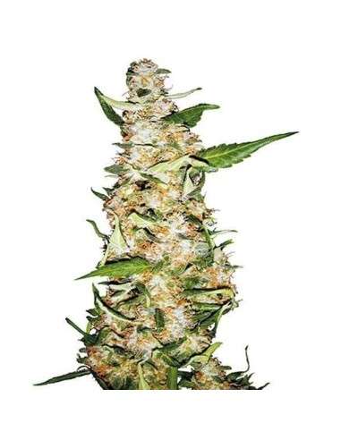 SENSI SEEDS - Skunk 1 Auto - 1