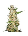 SENSI SEEDS - Skunk 1 Auto - 1