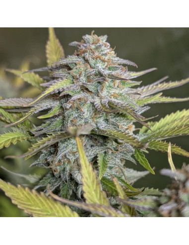 Auto Twilight Zlush Strain - Original Sensible Seeds Pro Line - 2 