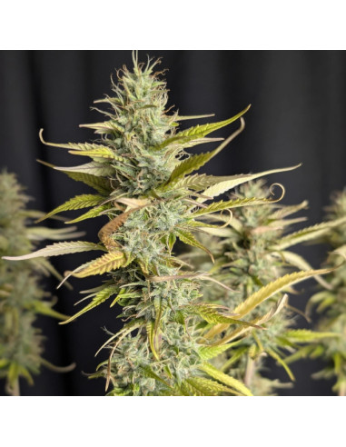 Purple Lemon Tree XL Auto Strain - Original Sensible Seeds Pro Line - 1 