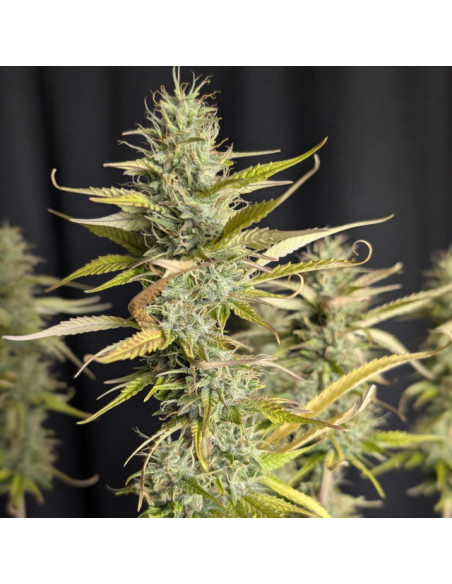 Purple Lemon Tree XL Auto Strain - Original Sensible Seeds Pro Line - 1 