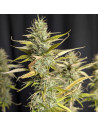 Purple Lemon Tree XL Auto Strain - Original Sensible Seeds Pro Line - 1 