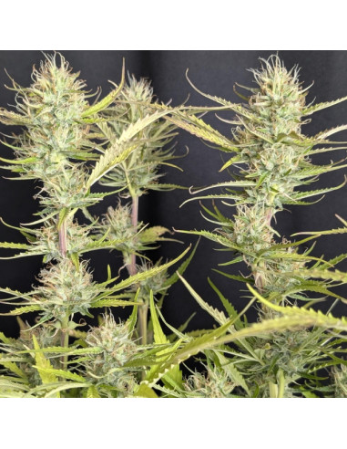 Purple Lemon Tree XL Auto Strain - Original Sensible Seeds Pro Line - 2 