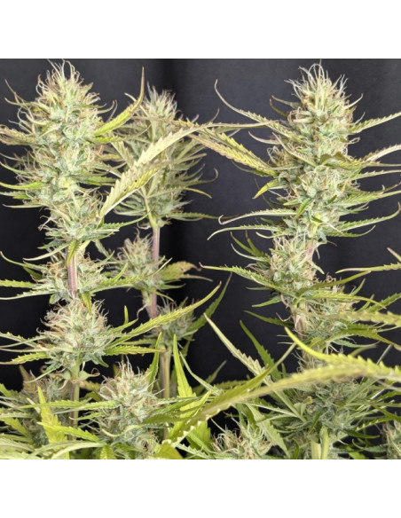 Purple Lemon Tree XL Auto Strain - Original Sensible Seeds Pro Line - 2 