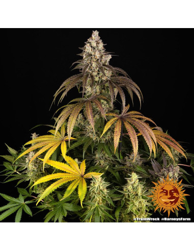 Trainwreck - Barney's Farm - 1 