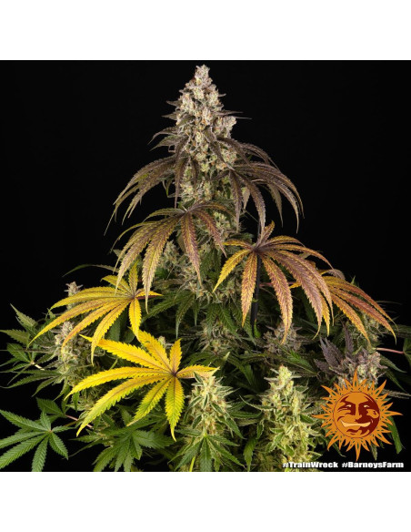 Trainwreck - Barney's Farm - 1 