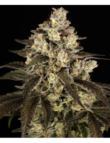 Trainwreck - Barney's Farm - 2 