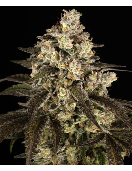 Trainwreck - Barney's Farm - 2 
