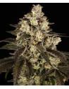 Trainwreck - Barney's Farm - 2 