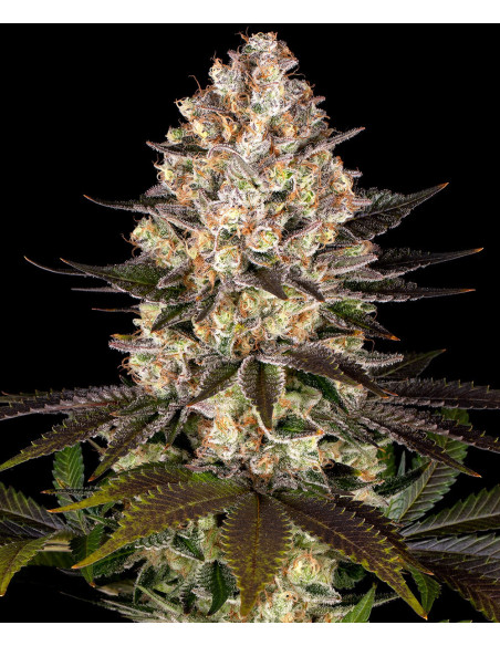 Hindu Kush - Barney's Farm - 1 