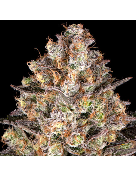 Hindu Kush - Barney's Farm - 2 