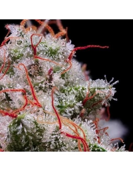 Ethos Genetics - Peach Crescendo RF3 Auto - 1 