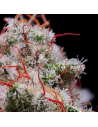 Ethos Genetics - Peach Crescendo RF3 Auto - 1 