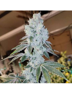 Ethos Genetics - Voila Auto - 1 
