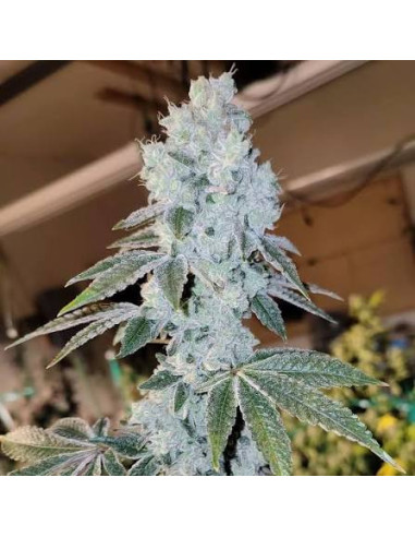Ethos Genetics - Voila Auto - 1 