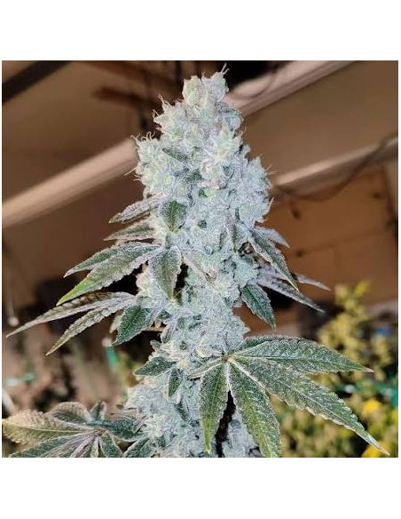 Ethos Genetics - Voila Auto - 1 
