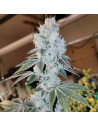 Ethos Genetics - Voila Auto - 1 