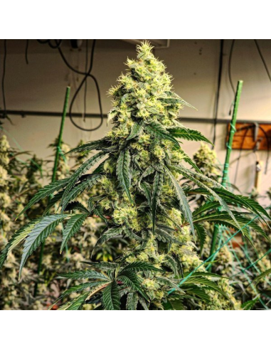 Ethos Genetics - Sour G R1 - 1 