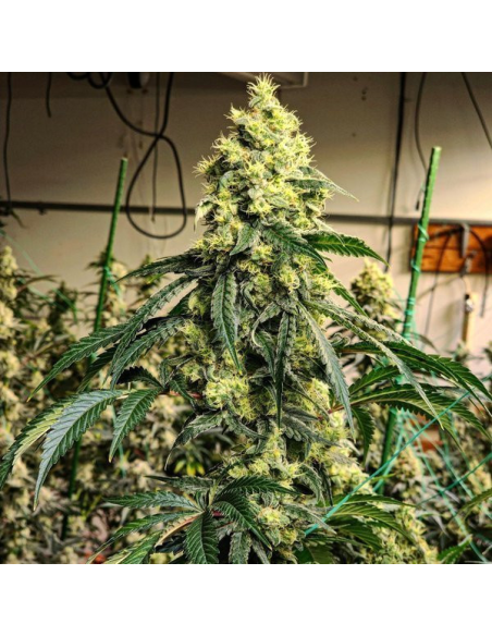 Ethos Genetics - Sour G R1 - 1 