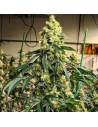 Ethos Genetics - Sour G R1 - 1 
