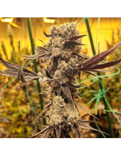 Ethos Genetics - Dip N' Stax RBX1 - 1 