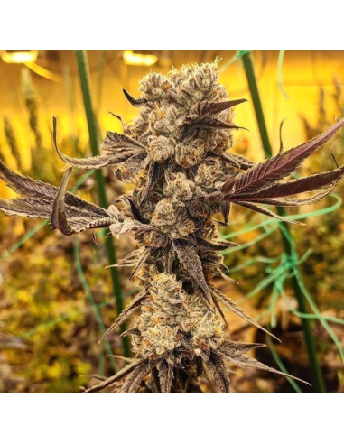 Ethos Genetics - Dip N' Stax RBX1 - 1 