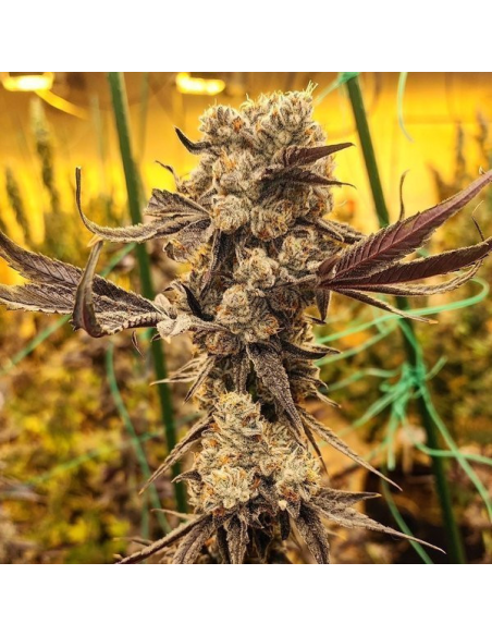 Ethos Genetics - Dip N' Stax RBX1 - 1 