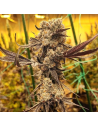 Ethos Genetics - Dip N' Stax RBX1 - 1 