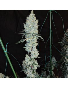 Ethos Genetics - Lemon Cherry Pie R1 - 1 