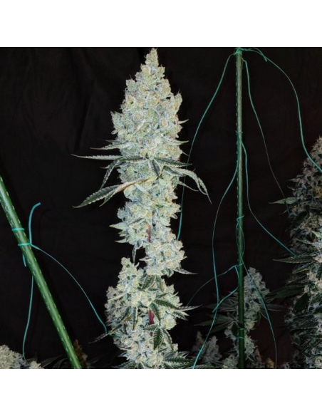 Ethos Genetics - Lemon Cherry Pie R1 - 1 