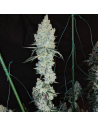 Ethos Genetics - Lemon Cherry Pie R1 - 1 