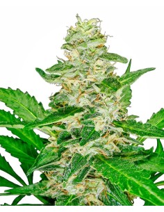 SENSI SEEDS - Super Skunk Auto - 1